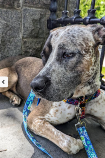 NMBewitched's tweet photo. #NationalRescueDogDay 
Cash kill listed for 5/21 #NYCACC 
#AdoptMe #RescueMe 

There is magic in a #Pittie #CattleDog mix 
Loyal, playful, active &amp; smart 
Motivated to learn &amp; please  
Sometimes vocal but always observant 

A great dog that does not like his cage
Tragic
#SaveCash https://t.co/xRz5D1cION