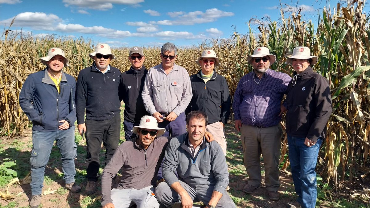 IngHCChaves's tweet photo. Semana recorriendo ECR NOA @lgsemillas
No dejamos de sorprendernos con #LG36538VIP3 luego d 3 años previos d ver buena respuesta este año EXPLOTÓ la diferencia con otros 🌽 para Spiro.
El único 🌽 q nos esperó verde y con buenas espigas👍
Gran trabajo I&D @cgssarria Nico Garcia https://t.co/TgYld27YFy