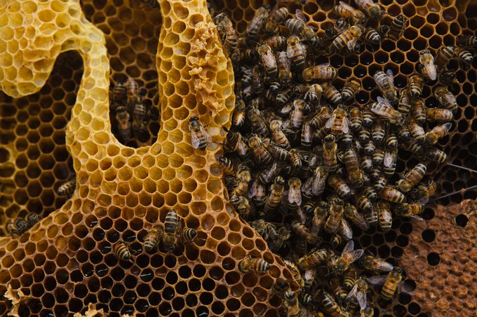 ¿Escuchan el zumbido? ¡Hoy es el #DíaMundialDeLasAbejas! 🍯 🐝 🐝 🐝 🌷 🐝 En este sitio te contamos su rol clave para la vida y la biodiversidad y como realizan un trabajo constante con las comunidades. ¡Entra tranquilo que no pican! bees.undp.org/es/ 🐝🌼