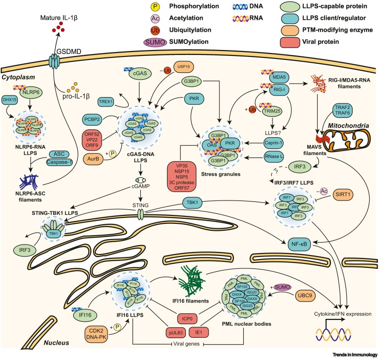 Waggoner Lab (@labwaggoner) on Twitter photo REVIEW <a href="/TrendsImmuno/">Trends in Immunology</a>
Liquid–liquid phase separation in innate immunity
cell.com/trends/immunol… REVIEW <a href="/TrendsImmuno/">Trends in Immunology</a>
Liquid–liquid phase separation in innate immunity
cell.com/trends/immunol…