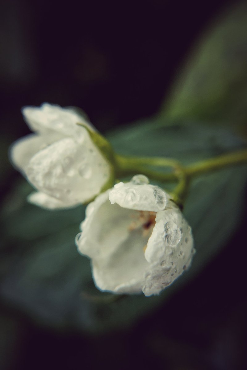 MarkChortsNotes's tweet photo. Serenity
#FlowersOfTwitter
#FlowersOnX
#creation
#rain
#lifecircle
#WaterIsLife
#change
#NaturePhotography
#macrophotography
#flowersphotography https://t.co/P1Elrbza8Z