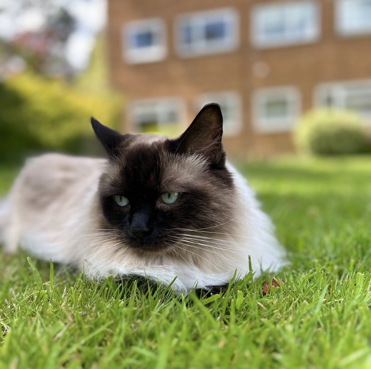 Floating like a fluffy cloud on the grass. #kittyloafmonday