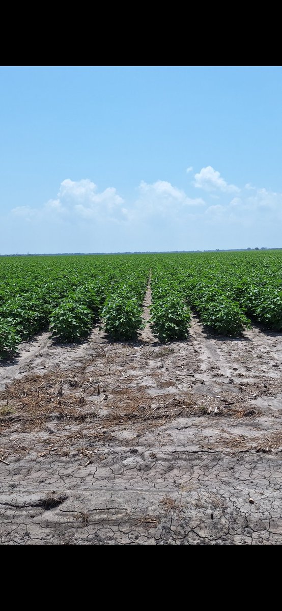 Phytogen 137 looking pretty good compared to last year.  Thankful for the rain.  <a href="/PhytoGenCotton/">PhytoGen Cottonseed</a>