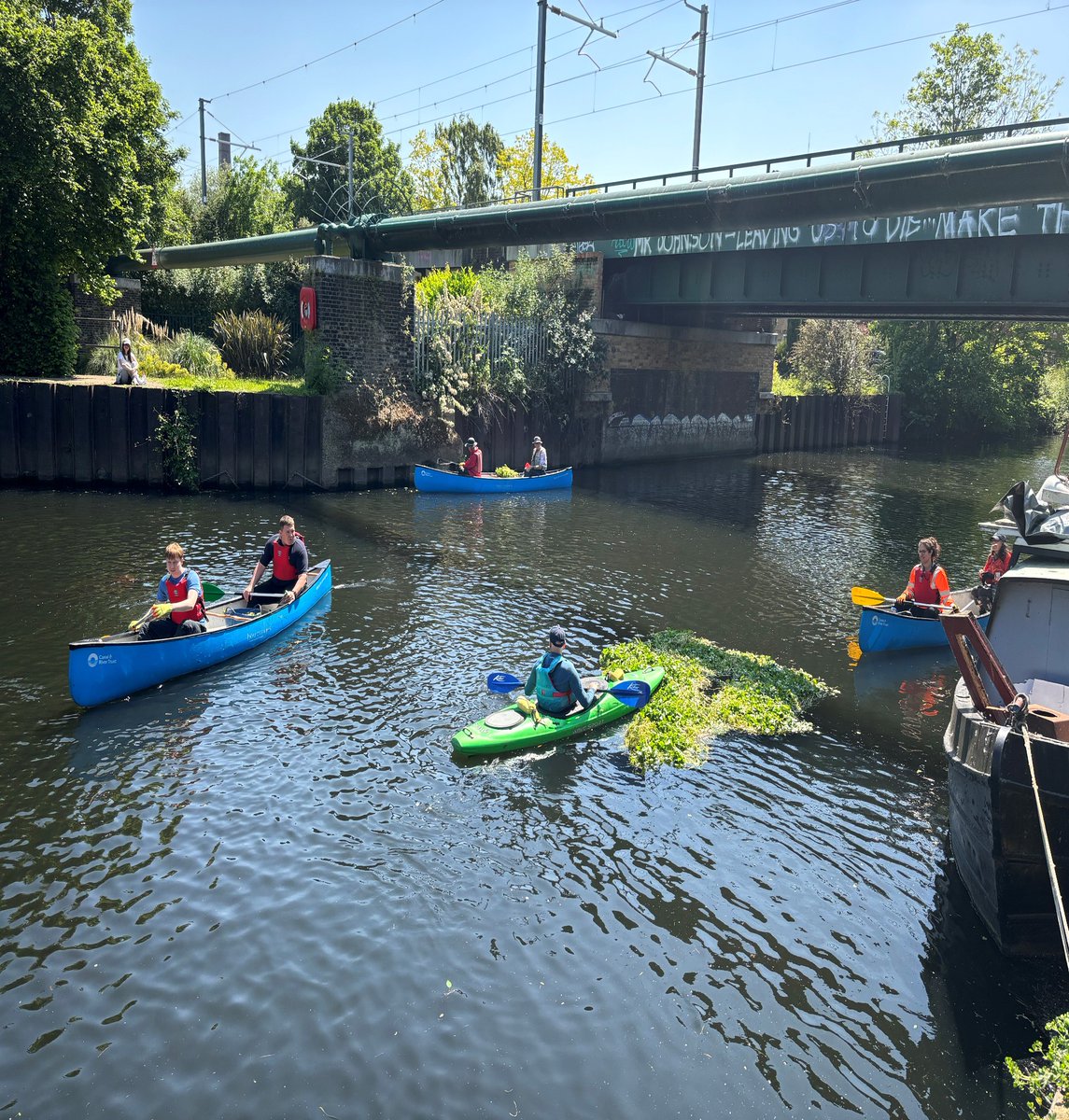 AnglingTrust's tweet image. As part of Invasive Non-Native Species week, volunteers removed 3 tons of Floating Pennywort from the River Lee Navigation in Haringey. FP is one of a group of #INNS that cause damage to angling venues &amp;amp; the environment.
More on INNS here: ecs.page.link/Uv5dv @InvasiveSp