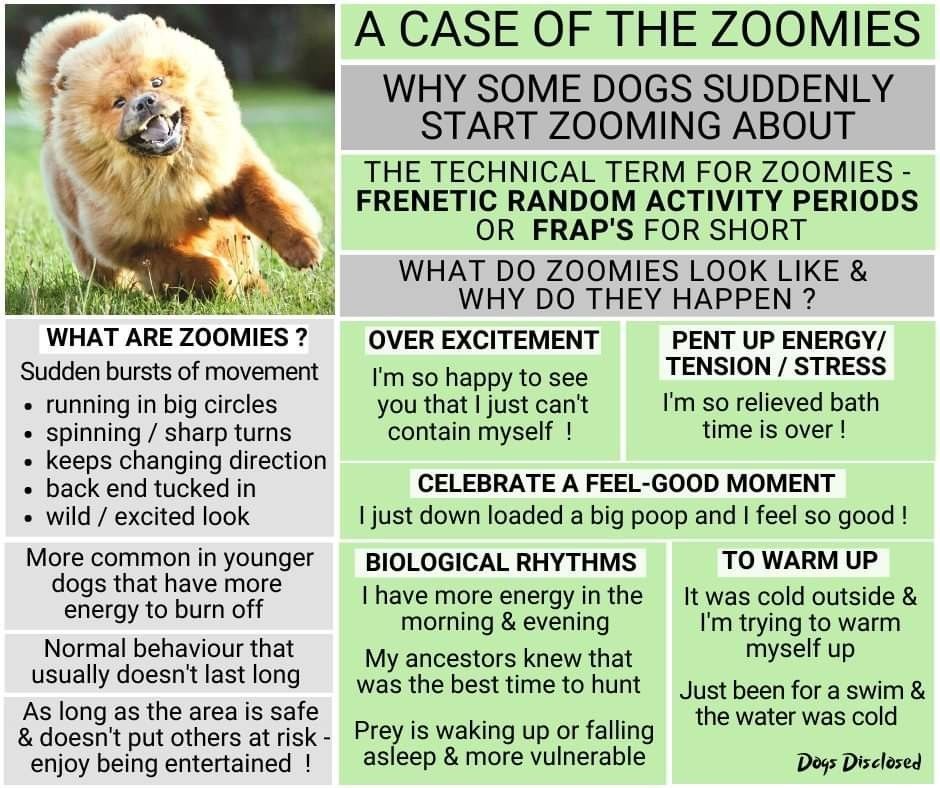 Snuggle My Dog
buff.ly/3RFz9ZW

#miniaussiesofinstagram #obediencetraining #australianshepherd #puglove #dogfood #dog #dogtrainingadvice