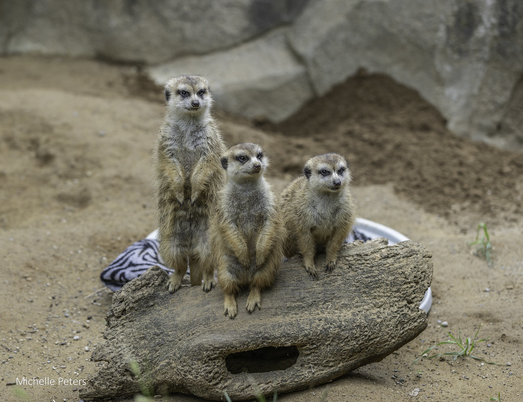 Happy #MeerkatMonday!