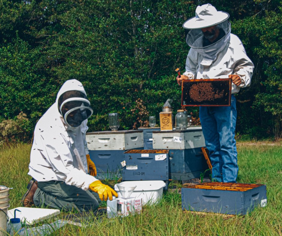 Today, we are shouting out Florida's #apiary industry for World Bee 🌎🐝 Day! Last year, Florida's number of honey-producing colonies ranked as the 4th highest in the nation, with a total of 147,000 colonies that produced 4.7 million pounds of 🍯 honey!