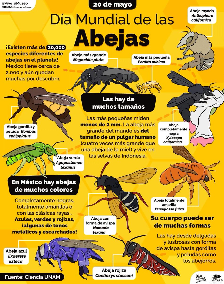 Hoy es el Día Mundial de las Abejas 🐝💛

Conoce la amplia variedad de estos insectos
