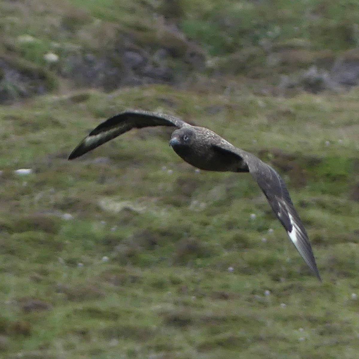 I spent a fantastic day at @ScotWildlife Handa Island on Saturday with @RSPBScotland I added 6 new birds to my year list which now stands at 170 ✅ Puffin ✅ Black throated diver ✅ Great Skua ✅ Arctic Skua ✅ Black Guillemot ✅ Arctic Tern #birdsseenin2024 #HighlandBirds