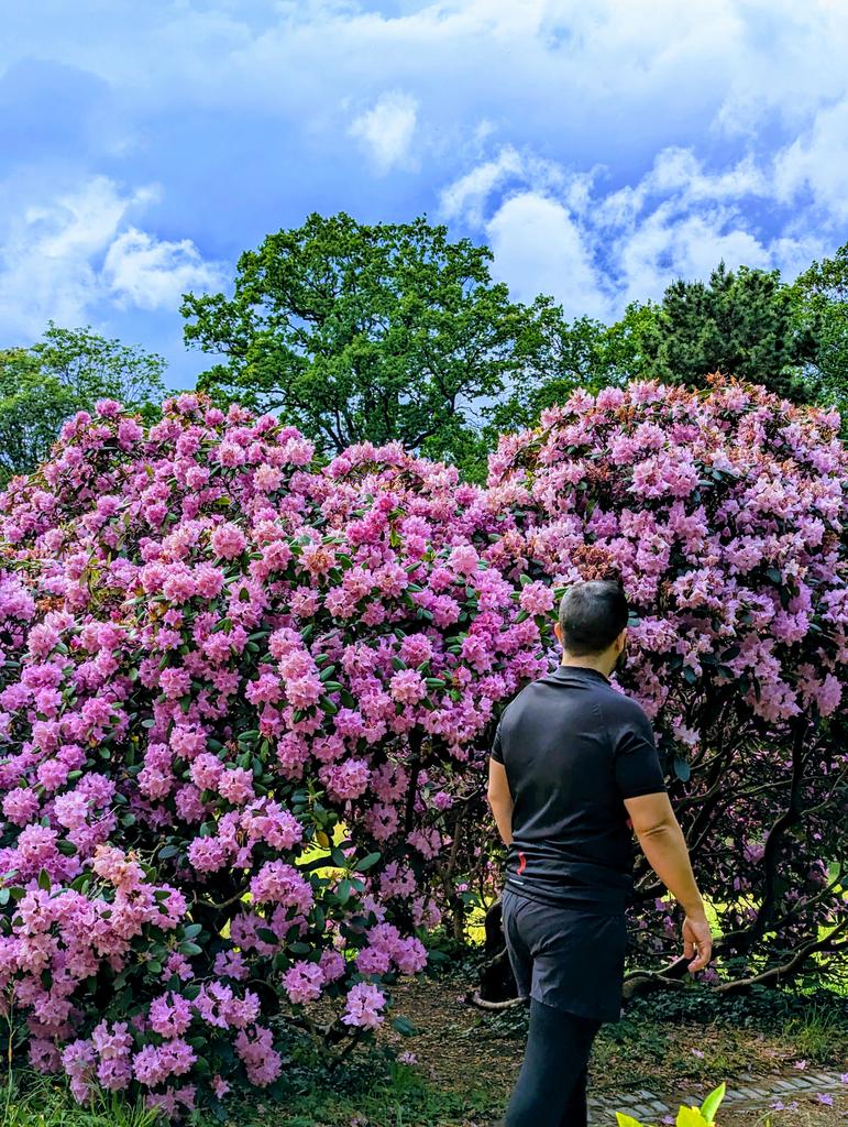 Spring in #Dresden (almost summer actually)