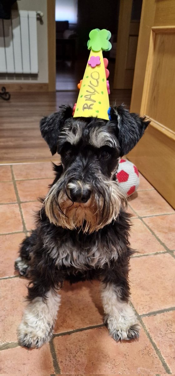 carrouselturf's tweet photo. Hoy, el perro más guapo de Castilla la Mancha y comunidades limítrofes, ha cumplido su primer año vida.
Por muuuuuuchos más juntos, perrete.
#Rayco
@MundoSchnauzer https://t.co/xCH5BLyR90