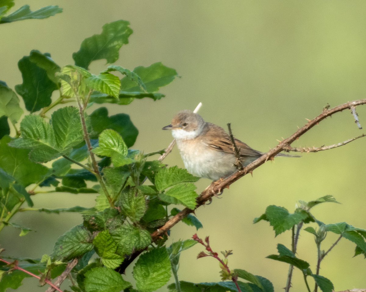Midsummer Hill and Ragged Stone Hill this evening. Highlights - 5 Tree Pipit, 2 Garden Warblers, 2 Redstart, 6 Whitethroat &amp; 2 Willow Warblers. @WorcsBirding #Worcsbirds