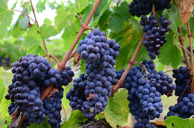 Llevamos a cabo un estricto control de los viñedos, teniendo en cuenta la procedencia de la uva para conocer la fecha idónea de vendimia, con el objetivo de recolectarla en el momento óptimo de maduración. 🍇 #SomosProtos #SerPrimero