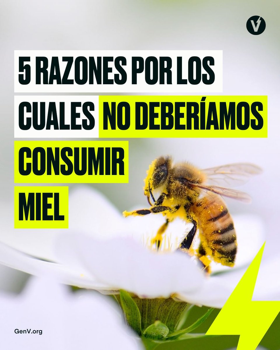 VeganFTAEspanol's tweet photo. La miel les perteneces sólo a las abejas que la producen 🍯🐝
Sobran las razones para no consumir miel, cuéntanos en los comentarios que motivos más añadirías 👇️
📸 @GenV_Esp
#abejas #abejita #mieldeabeja #consumoconsciente #honeybees https://t.co/GhATolK9UM