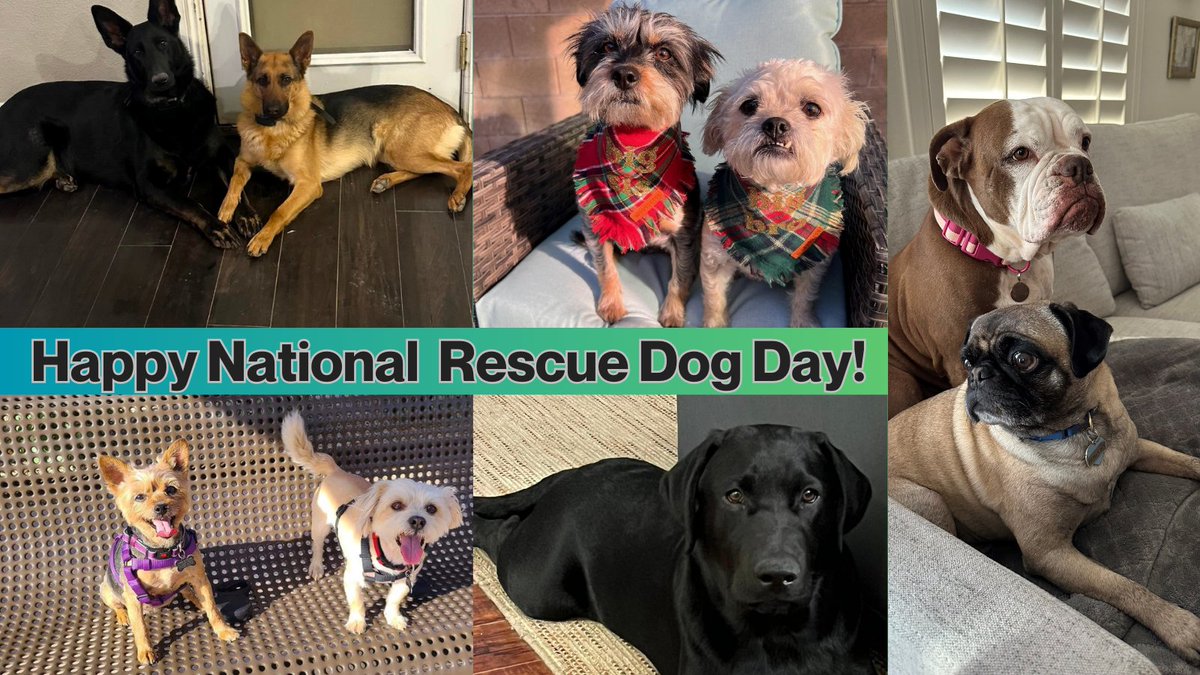 It's National Rescue Dog Day!  Here are the amazing rescues of our #ClarkCounty Communications employees. The @animalfndlv has hundreds of dogs (cats and other animals) who deserve a forever home. #AdoptDontShop - you won't regret it!

Adoptable pets - animalfoundation.com/adopt-a-pet/ad….