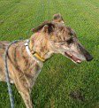BISCUIT (DOB 1/3/20) is the smallest hound at @fenbankgreys and is a loving young hound who can get a little excitable when she wants to play! #K9Hour #RehomeHour
