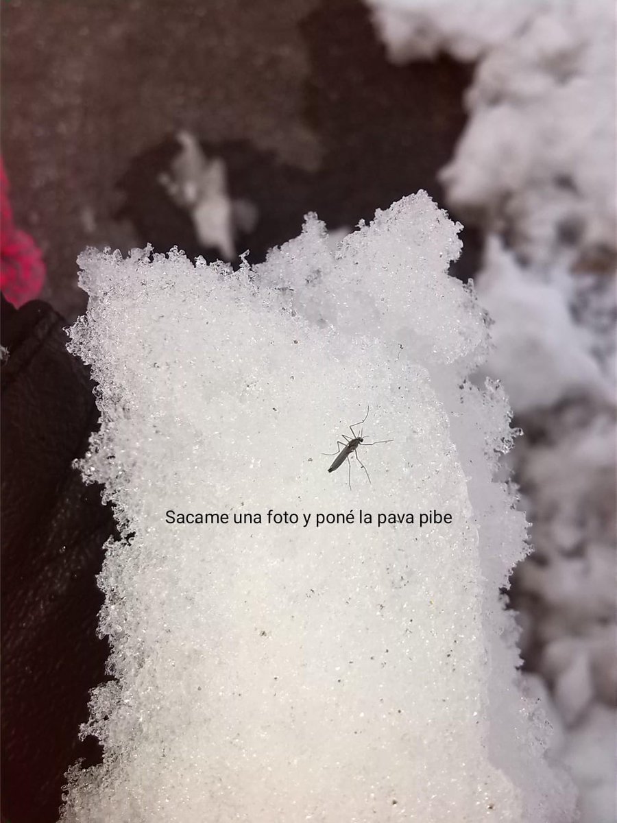 fabipa90's tweet photo. *Dicen que el sábado puede nevar*
El hijo de mil puta del mosquito: https://t.co/C42kl9b01n
