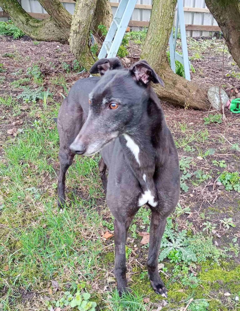 Meet BEAR and LARA who are new to kennels at @fenbankgreys and looking for their forever homes. #K9Hour #RehomeHour