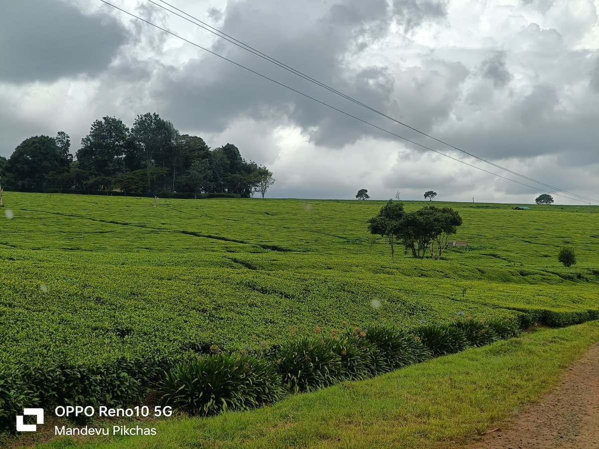 Something about Tea Plantations in Nandi Hills