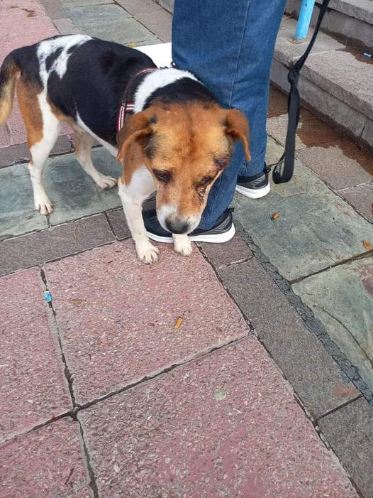 Este perrito está en el Consejo de Educación. Lo trajo una chica que lo encontró en la calle frente al CPEN 53. Está herido en la cabeza. Probablemente le han pegado.Por favor,compartan para ayudarnos a encontrar a su familia.Gracias! <a href="/CasluPadin/">Caslu</a> <a href="/andreaferraciol/">🐾𝑨𝒏𝒅𝒓𝒆𝒂 𝑭𝒆𝒓𝒓𝒂𝒄𝒊𝒐𝒍𝒊 🐾</a>