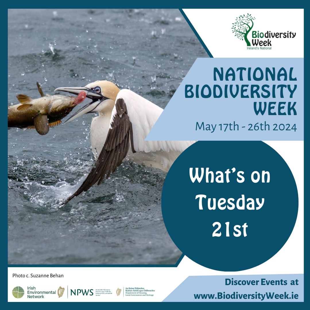 Here's a selection of what's on tomorrow for #BiodiversityWeek2024! Find more on our website! 🐞10am @ Leitrim: Self guided scavenger hunt: Spotting Biodiversity - tinyurl.com/8vjw7jn4 ...