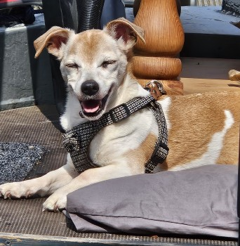 millypod1's tweet photo. π18 MAY 2024 #Lost MISSY #ScanMe
ELDERLY White Tan Jack Russell Cross Female
Packet Boat Marina #Cowley #Uxbridge #Middlesex #UB8
https://t.co/KTnqU4pqZ7 https://t.co/FHNHE0kQ3y