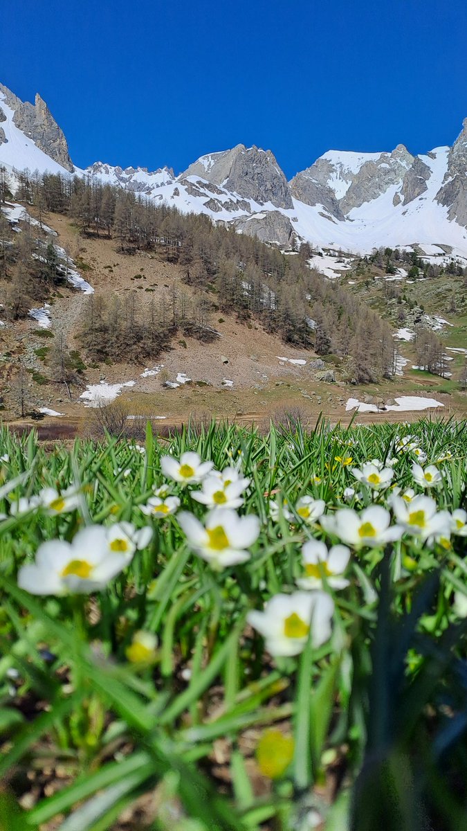 Le printemps en montagne.  Des fleurs et des sommets enneigés. 

#fleurs #montagne #hautesalpes #alpes #France #mountains