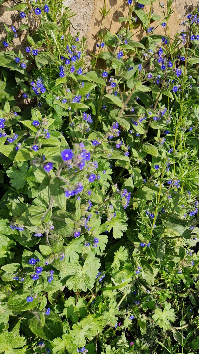 Alkanet looking splendid on the roadside right now. You can use the flowers as a garnish for salads or drinks, just like it's better known cousin borage. Historically, the roots have been used to make red dye. #wildflowers #alkanet #foodforfree #livingwithnature