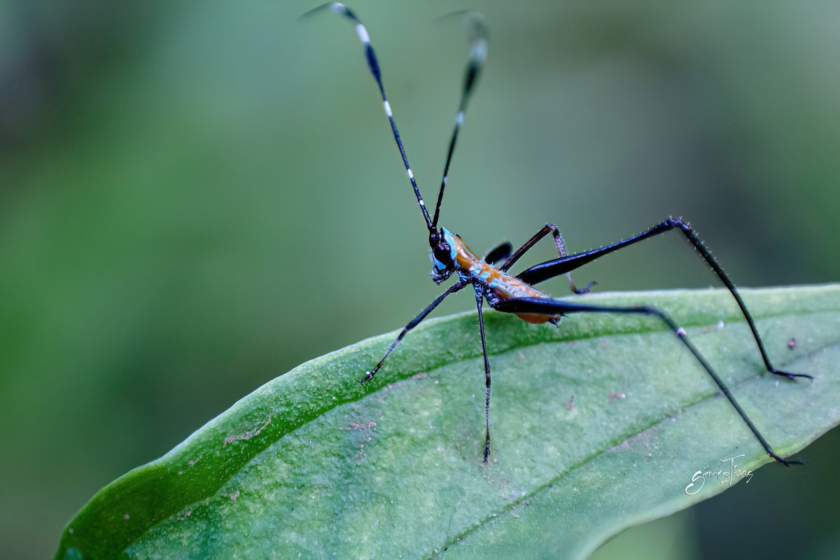 gomezTicas's tweet image. Picture of the day: Tiny grasshopper 
.
.
.
#CloseUp #Insect #bayareaphotographerz #nature #naturephotography #canon #shotoncanon