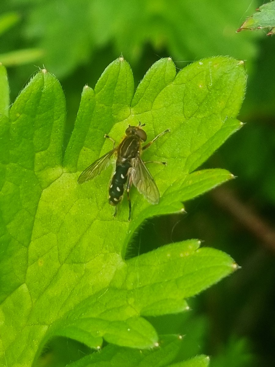 Chuffed to have found a new Hoverfly for me and probably the site, too. Anasimyia contracta at Wyver Lane this afternoon @CliveAshton5 @chriscx5001 @Mightychub @Willowglass12 @DaNES_Insects