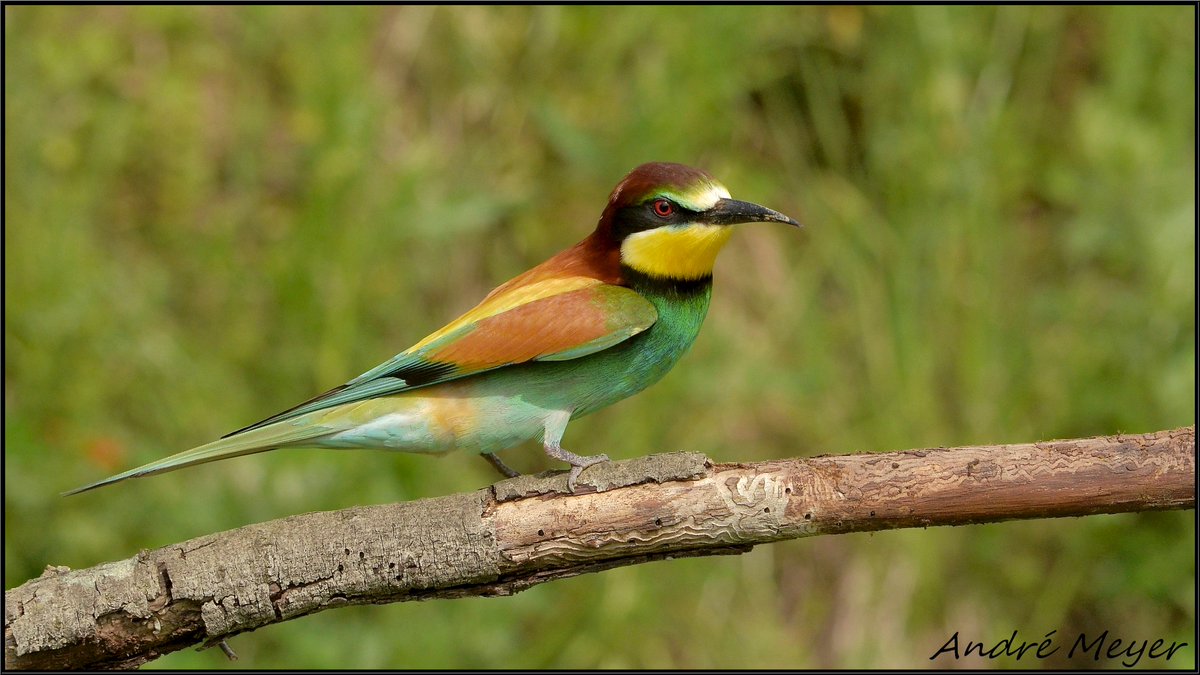 Guêpier d'Europe / European Bee-eater / Bienenfresser / Gruccione / Merops apiaster.
Le 14 Mai 2024