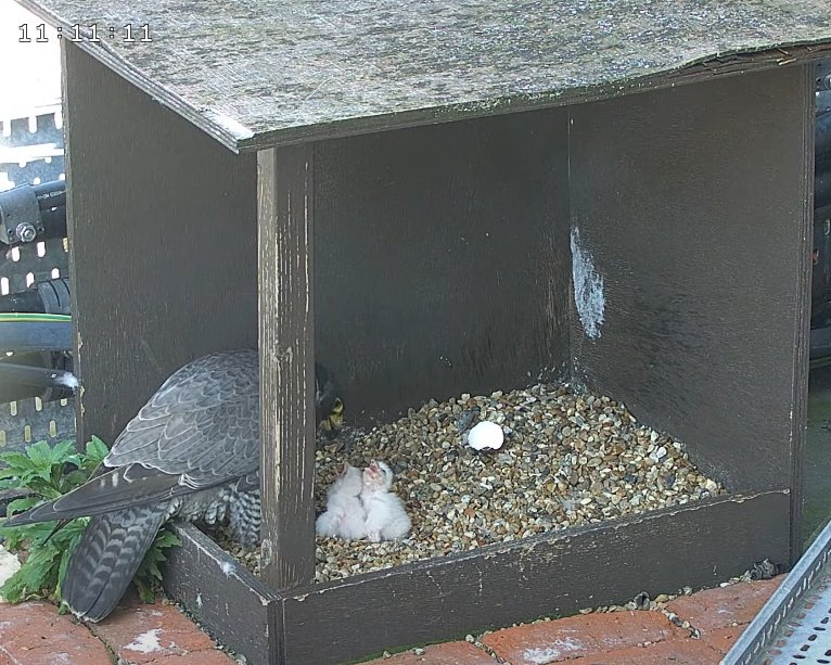 J_M_Boorman's tweet photo. Morden Peregrines. 1/2. Some things from today, mostly good. Firstly the tiercel has fed the chicks - not entirely successfully but he'll get there. And he spent some time brooding and also shielding them from the sun rather than just brooding - great work! 3rd pic is the falcon. https://t.co/pibzR6bdJG