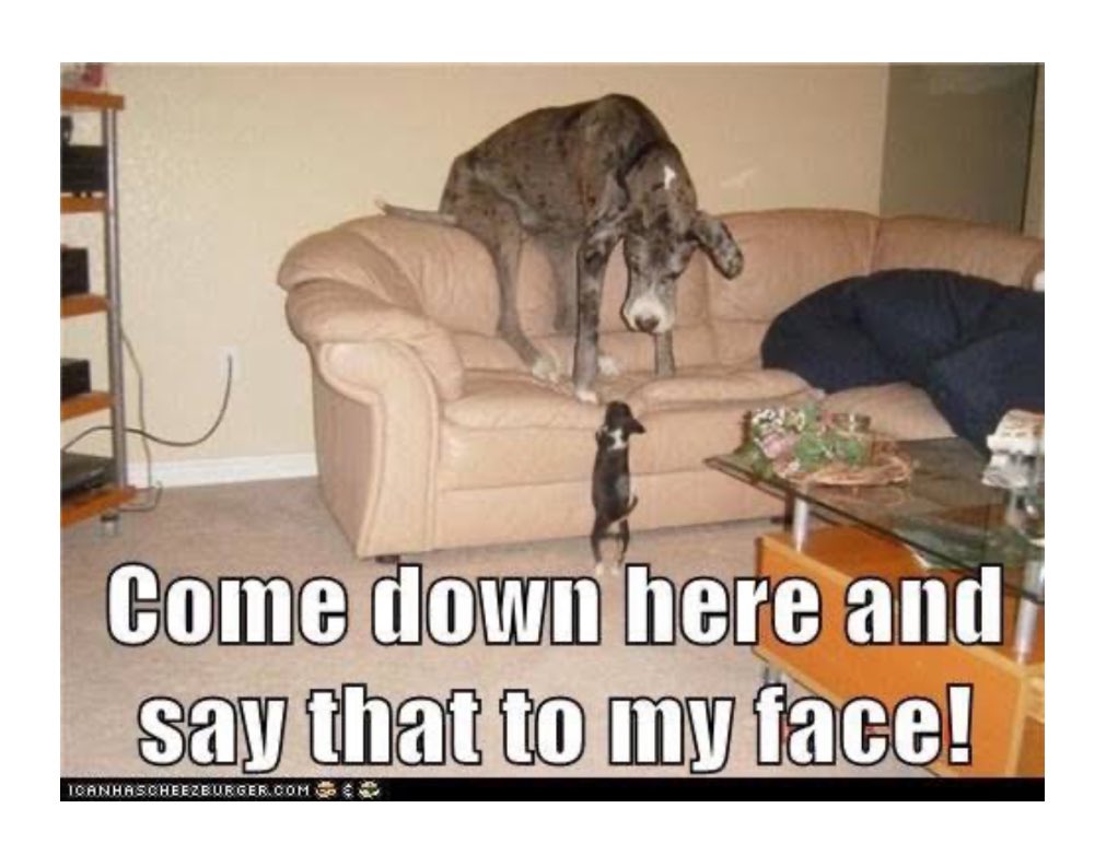 babywifmeme's tweet image. @dogwifcoin #WIF