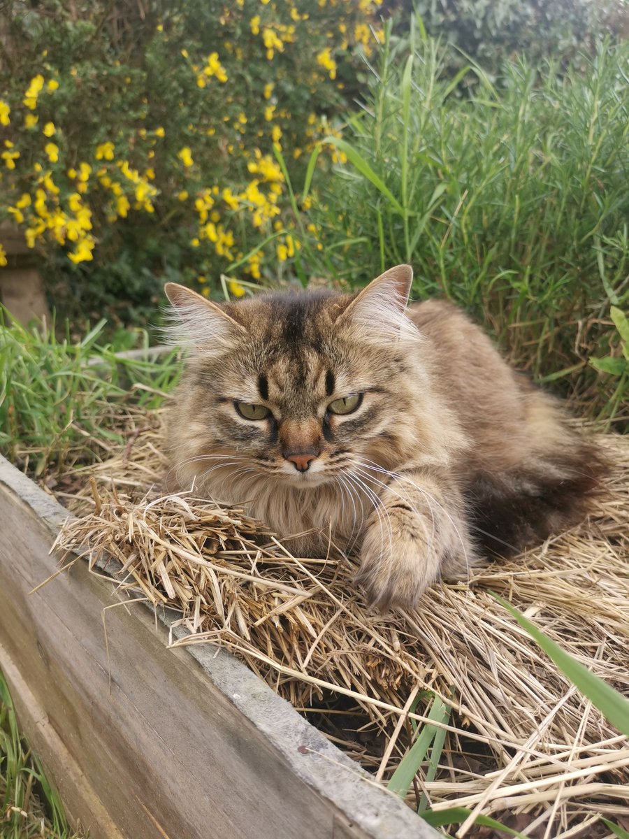 🌿 Première cueillette d'origan et romarin pour séchage dans le séchoir auto-construit
🐱 Petite chatte fluffy qui apprécie la paille