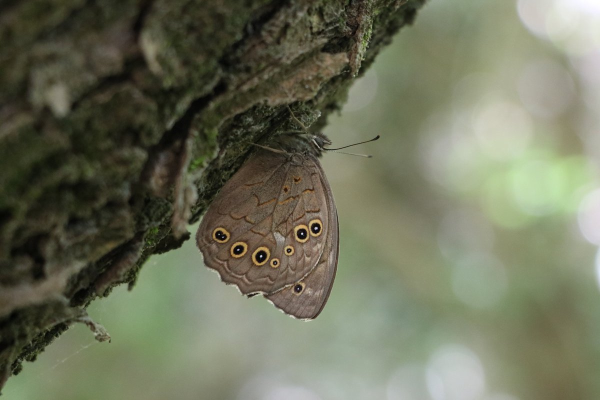 #haftanınkelebeği
 Bu zamanlarda, seyrek ağaçlık alanlarda (zeytin bahçeleri ve meşelik alanlar olabilir) görebileceğiniz en yaygın türlerimizden bir tanesi ile karşınızdayız. En yaygınlardan biri olabilir fakat onu bir ağaç gövdesinde ayırt etmek gerçekten güç!😇
📸:Şuheda Kaya
