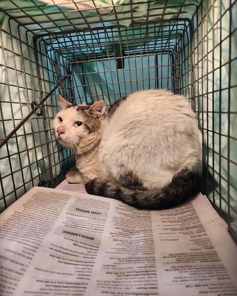 SSan865756ats__'s tweet photo. Chip before and after I TNR’d him. There are many more at this exact location who look just like him. So many more to cats to trap 😣

#fosteringsaveslives #spayandneuteryourpets #spayandneuter #spayandneutersaveslives #spayday #lastlitter
#kittenprevention
#catlady https://t.co/0BZKNEQfZM