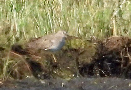 Great find by @Purbeckpilgrim1 of Temminck’s stint on the Piddle floods. Enjoyed with some of the local birders. @DorsetBirdClub @harbourbirds