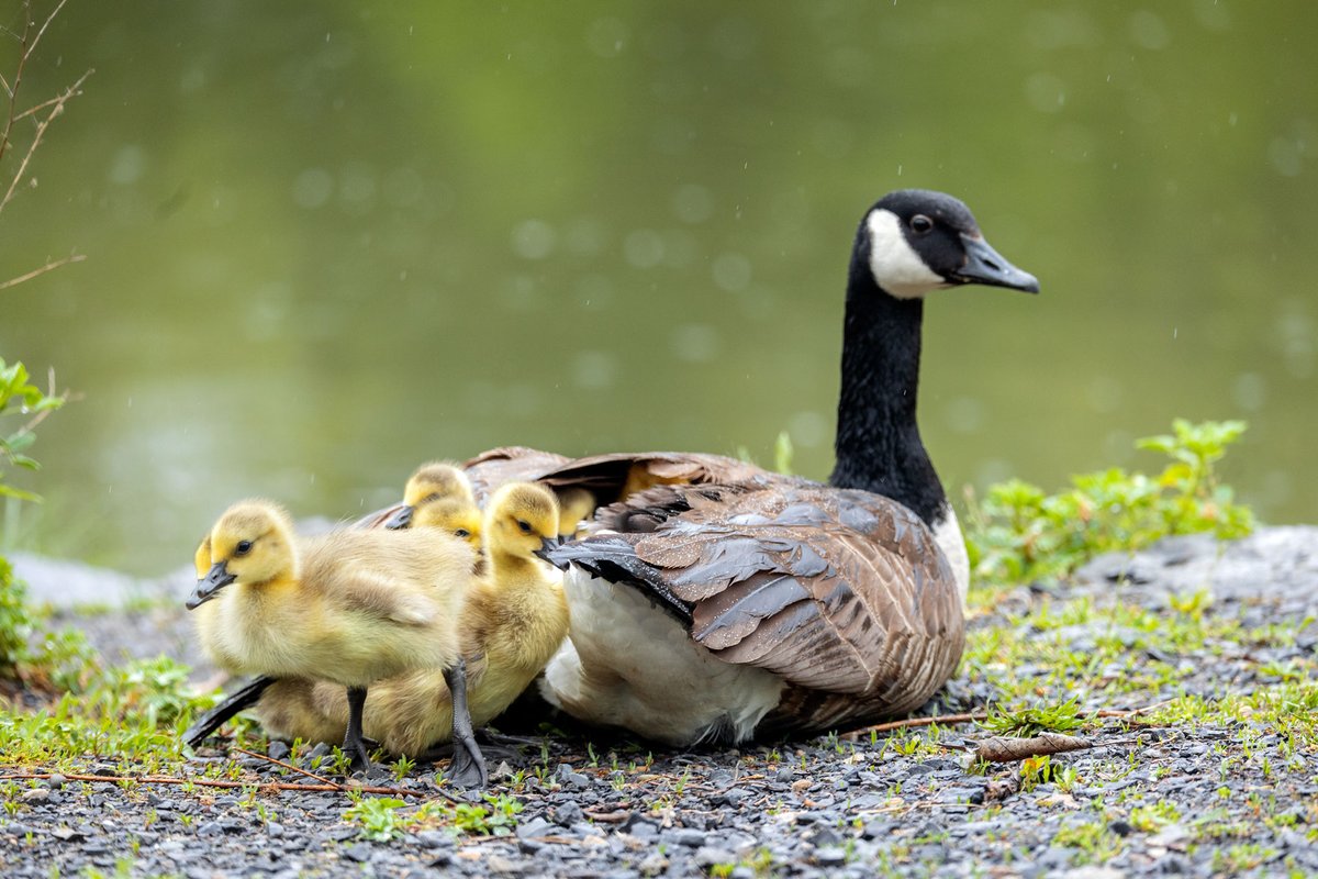 Cornell University tweet media