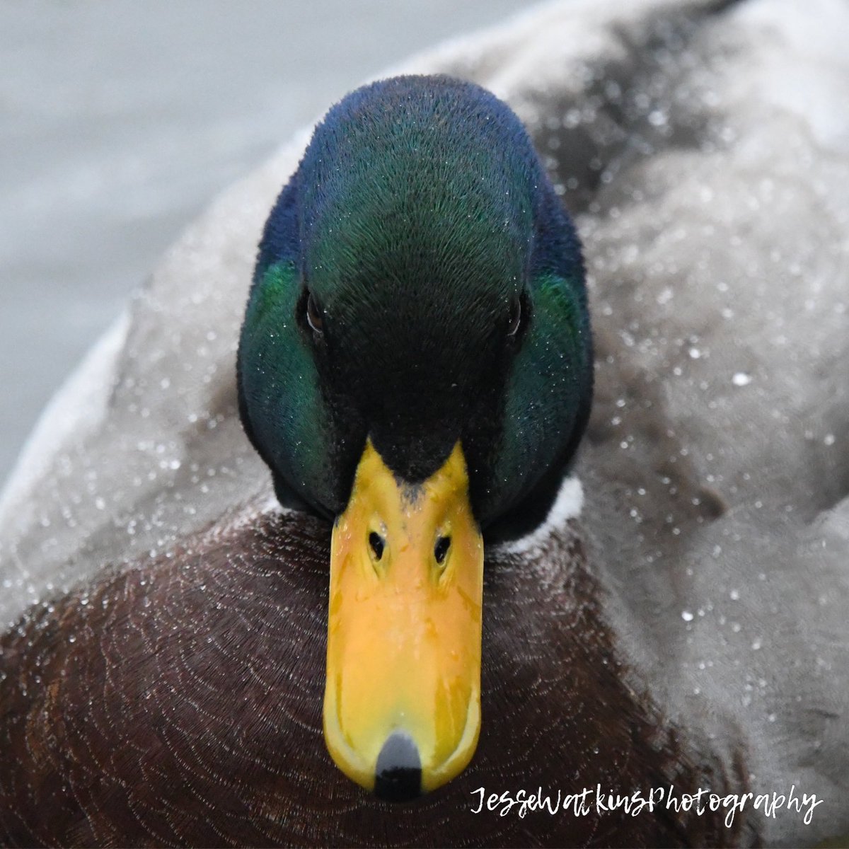 Happy Mallard Monday Nikon D500 Sigma 150-600mm Jesse Watkins Photography #godscreation #mallard #mallardmonday #greenheads #ducksunlimited #waterfowl #waterfowlphotography #drake #drakemallard #wildfowl #birds #birdphotography #nikonusa #nikond500