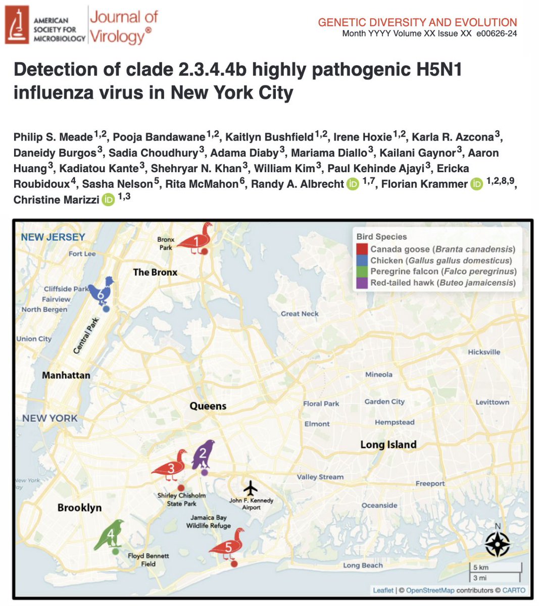 H5N1 Bird Flu (clade 2.3.4.4b) detected in various species of birds in New York City. The authors state, 'The presence of the virus poses a low but non-zero risk for humans and pets'. Clade 2.3.4.4 H5N1 has been subject to serial passage (gain-of-function) in mallard ducks at