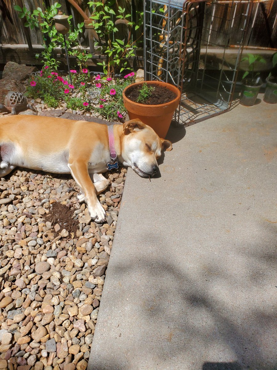 Stewie is falling asleep w a twig in his mouth. 💖💖💖💖💖💖💖