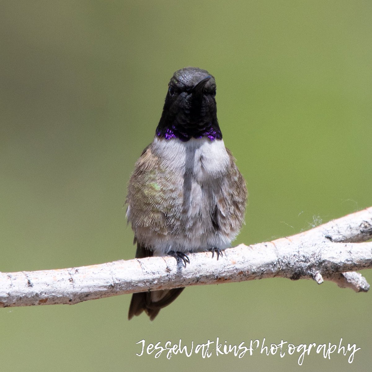 My first Hummingbird photos of 2024!! Nikon D500 Sigma 150-600mm Jesse Watkins Photography #godscreation #hummingbirds #hummingbirdphoto #hummingbirdphotography #birds #birdphotography #nevada #nevadaphotography