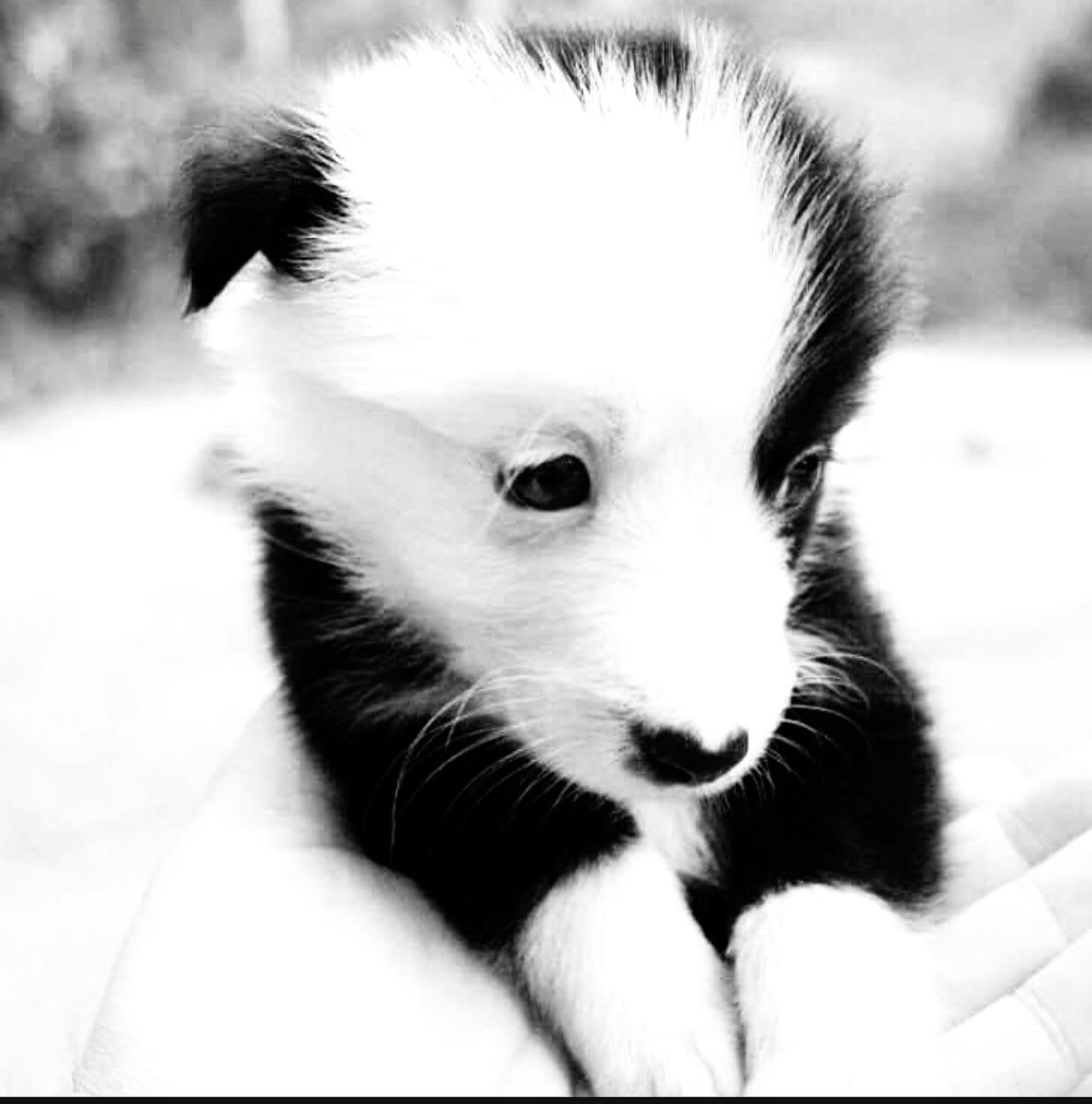 Daisy Doo 😊Mair the Collie 🌈 tweet media