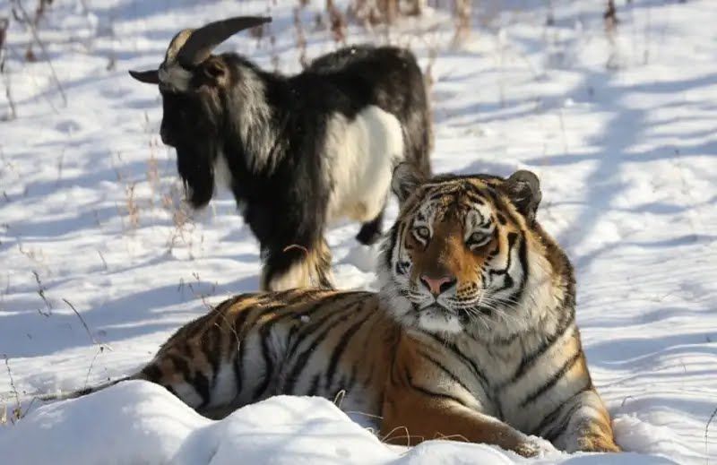 Tiger refuses to eat goat who was given to him as live food, instead, they became friends.