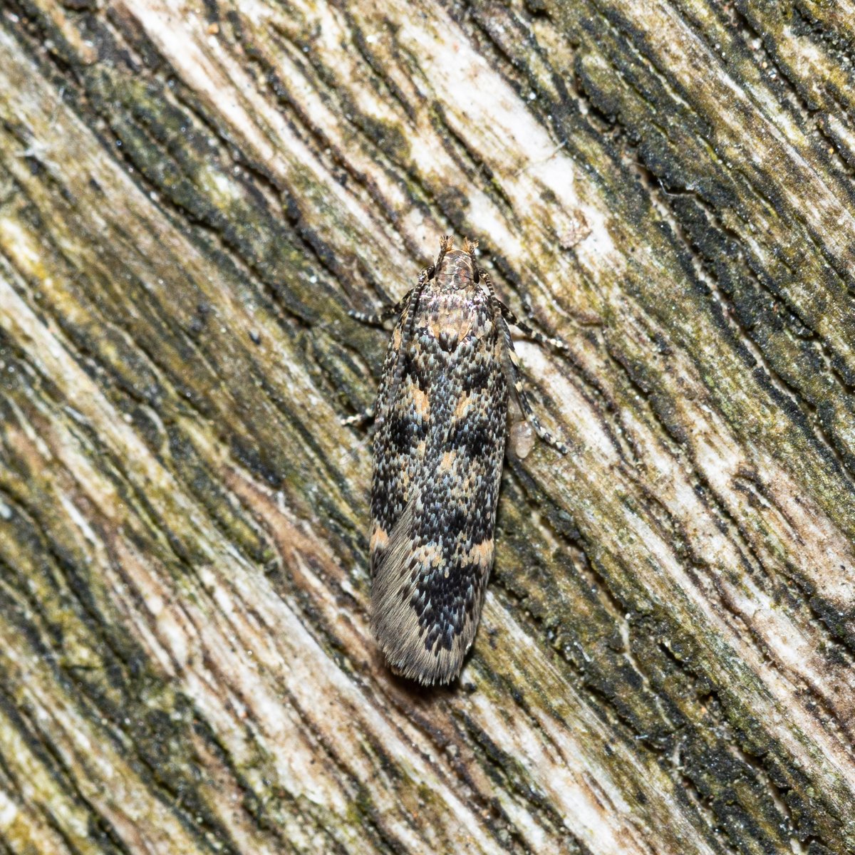 Having so much fun with the moth trap - the birthday present that just keeps on giving... Dark Spectacle (NFG) and the aptly named Beautiful Golden-Y were the best of today's haul - yesterday I was impressed by the tiny and cryptic House Moss-moth! #mothsmatter #teammoth