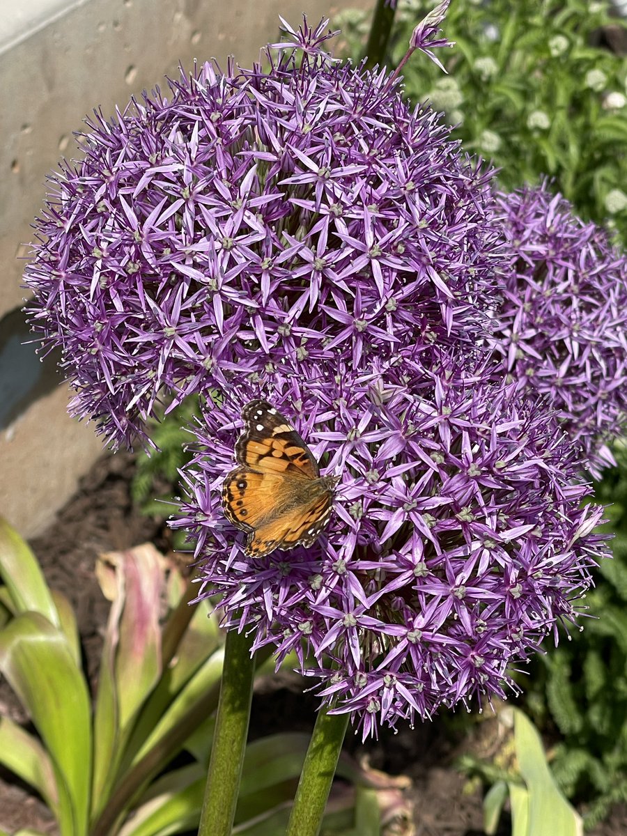 Laxidaisy tweet media