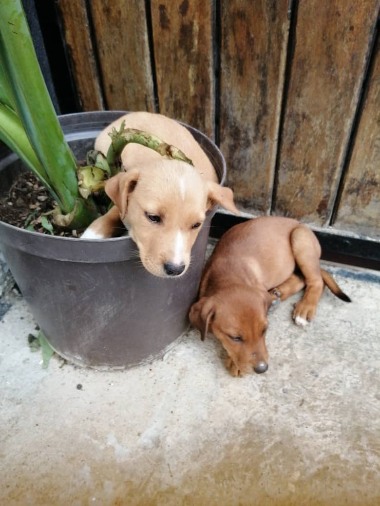 Difundo. En adopción son tres perritas en situación de calle, san Antonio de los altos. Nro de contacto 04242483908 escribir por whassap. Es urgente loas van a matar los carros.