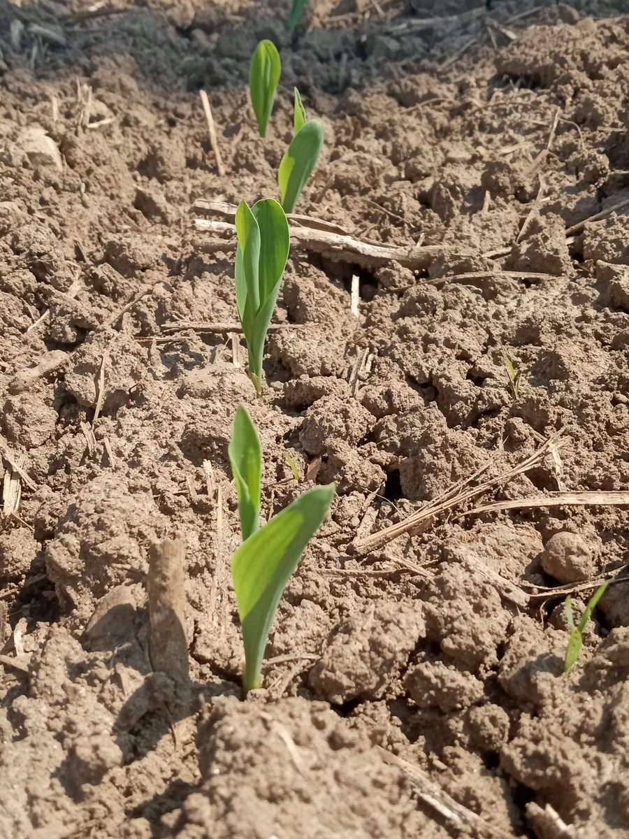 OBaigent's tweet image. Last field planted has emerged. Planted 8 days ago. Making time in the heat