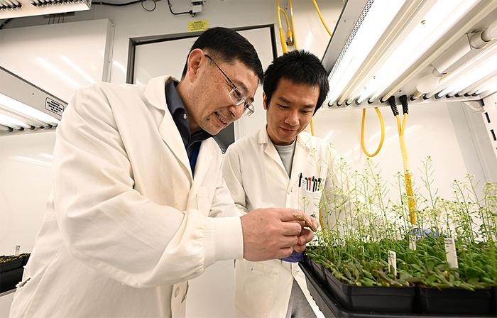 A new study recently published in The Plant Cell, reveals that protein responsible for building a key component of modern plant cell walls first emerged in ancient species. eurekalert.org/news-releases/… 

#plantscience @BrookhavenLab