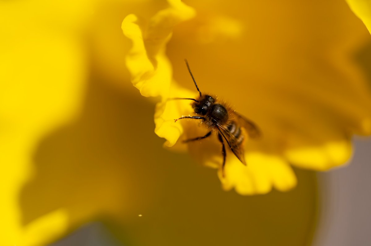 It's #WorldBeeDay! @PittTweet celebrates pollinators (including bees) in many ways, including as a #BeeCampus, conserving native pollinators by increasing the abundance of native plants, providing nest sites, & reducing the use of pesticides.  sustainable.pitt.edu/awards/bee-cam…